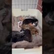 可愛すぎる子猫が7匹も産まれる瞬間