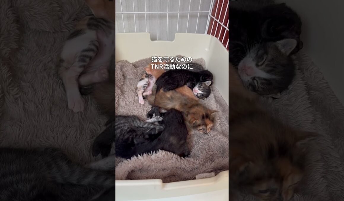 可愛すぎる子猫が7匹も産まれる瞬間
