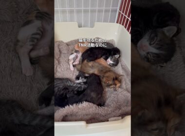 可愛すぎる子猫が7匹も産まれる瞬間
