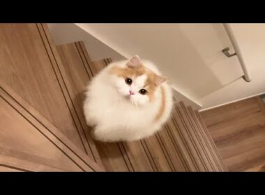 お尻をぷりぷりさせながら飼い主をアテンドする猫がかわいすぎ！