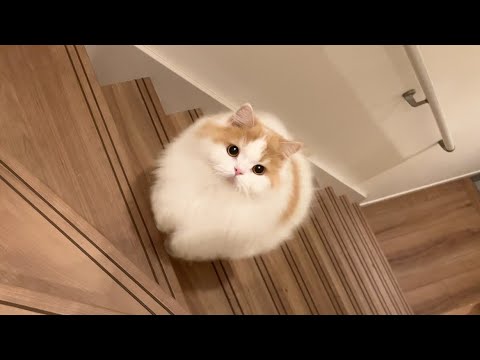 お尻をぷりぷりさせながら飼い主をアテンドする猫がかわいすぎ！