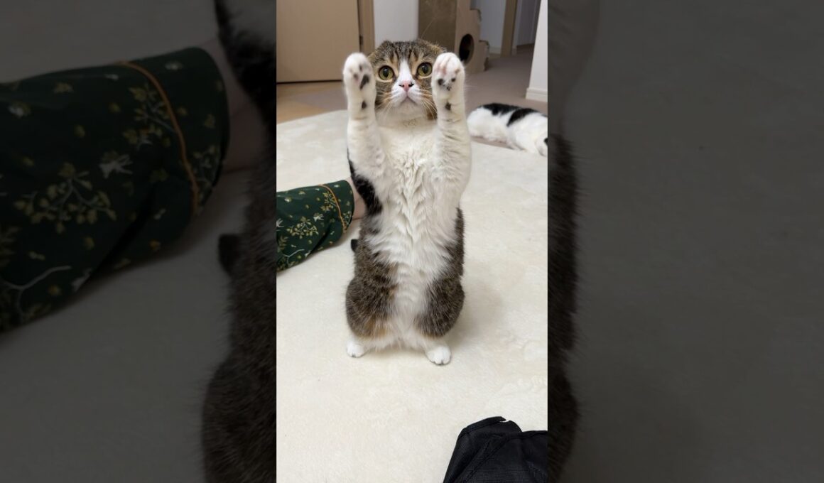 抱っこして！@PocoUma