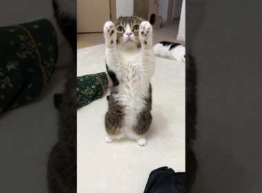 抱っこして！@PocoUma