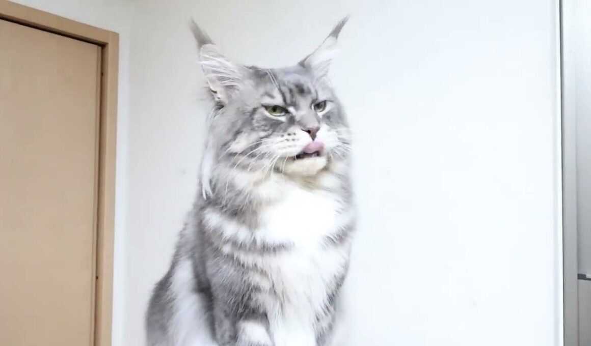 今日でお別れブルーのメインクーンアンソニー君