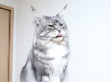 今日でお別れブルーのメインクーンアンソニー君