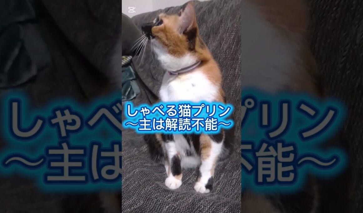 【しゃべる猫プリン～主は解読不能～】#cat #ねこ #ペット #日本猫 #みけねこ　#多頭飼い #shorts