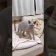 ふみふみしながらこっち見てくる猫スルタン【スフィンクス】