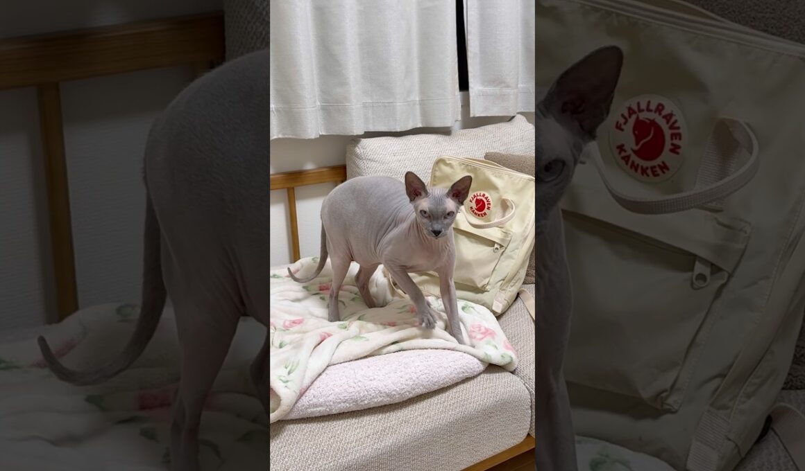 ふみふみしながらこっち見てくる猫スルタン【スフィンクス】