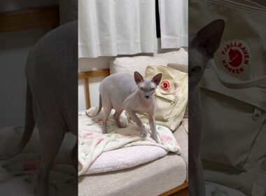 ふみふみしながらこっち見てくる猫スルタン【スフィンクス】