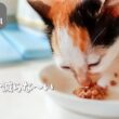 ご飯をまだ上手に食べられない子猫【保護子猫】