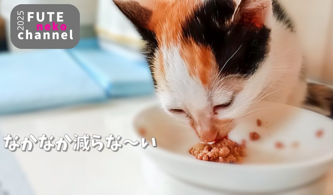 ご飯をまだ上手に食べられない子猫【保護子猫】