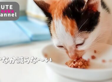 ご飯をまだ上手に食べられない子猫【保護子猫】