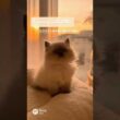 Calm Sunset with Himalayan Kitten 🌇 | ヒマラヤン子猫のやさしい夕暮れ時間