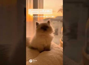 Calm Sunset with Himalayan Kitten 🌇 | ヒマラヤン子猫のやさしい夕暮れ時間