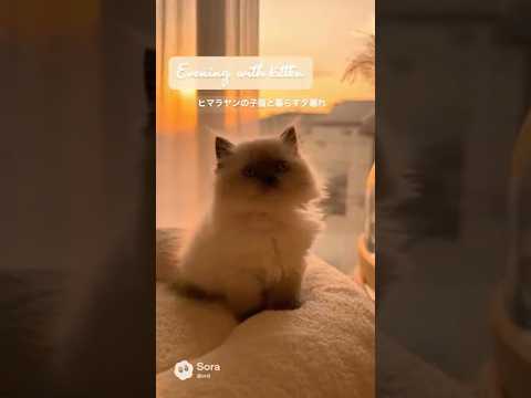 Calm Sunset with Himalayan Kitten 🌇 | ヒマラヤン子猫のやさしい夕暮れ時間