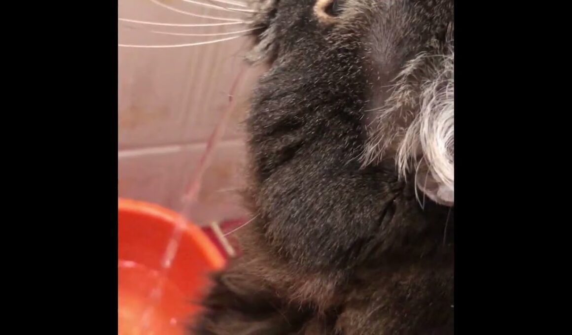 #アメリカンカール#cat