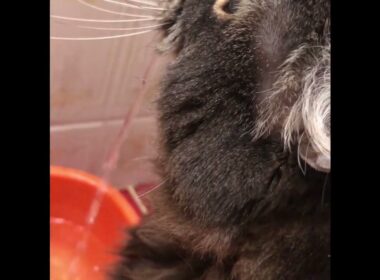 #アメリカンカール#cat