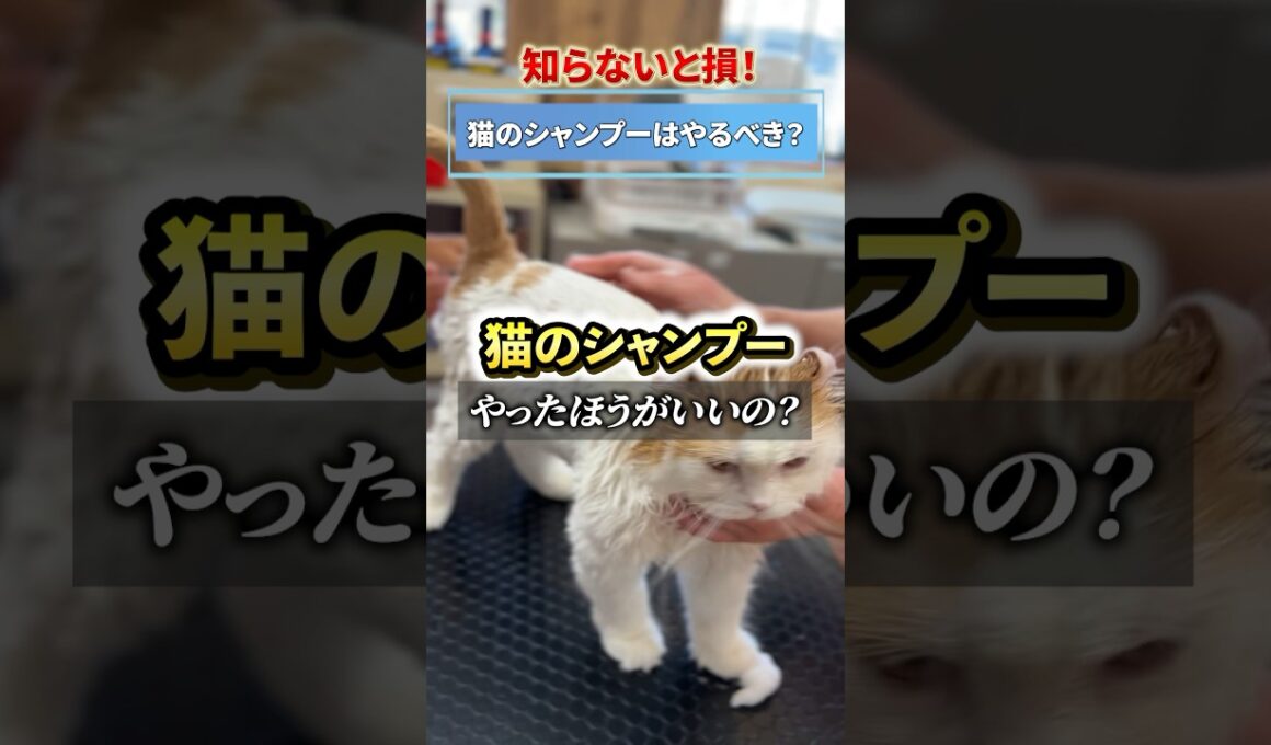 【猫飼い必見】猫ってシャンプー必要なの？ #猫のトリミング #茨城県つくば市 #シャンプー