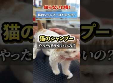 【猫飼い必見】猫ってシャンプー必要なの？ #猫のトリミング #茨城県つくば市 #シャンプー