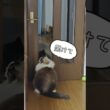 飼い猫に怒られた②｜トイガー&ラグドール　#トイガー #ラグドール #猫パンチ　#catshorts　#猫のいる暮らし
