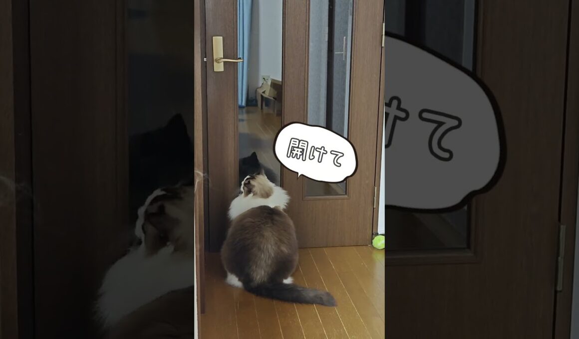 飼い猫に怒られた②｜トイガー&ラグドール　#トイガー #ラグドール #猫パンチ　#catshorts　#猫のいる暮らし