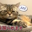 蹴飛ばされてもどうしてもパパと一緒に寝たい猫が健気で可愛すぎる！