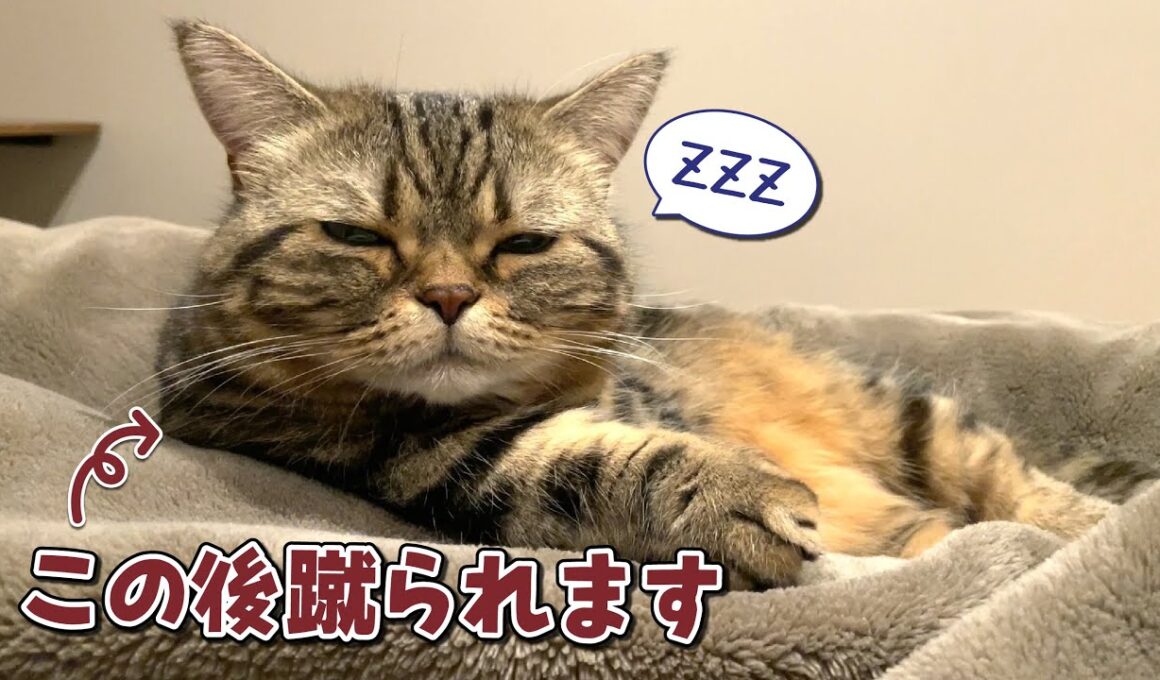 蹴飛ばされてもどうしてもパパと一緒に寝たい猫が健気で可愛すぎる！