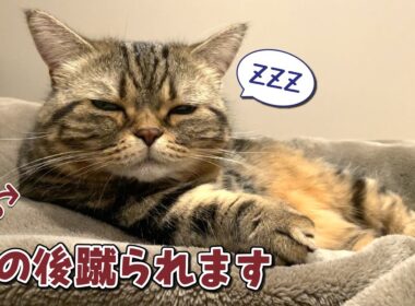 蹴飛ばされてもどうしてもパパと一緒に寝たい猫が健気で可愛すぎる！