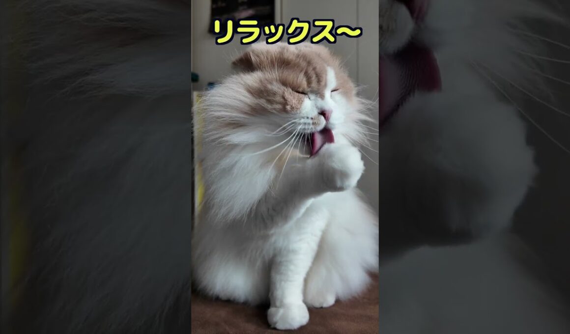 長毛種のスコティッシュはとにかく可愛すぎたｗ【スコティッシュフォールド】