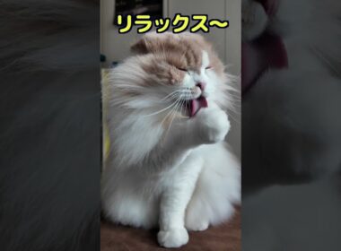 長毛種のスコティッシュはとにかく可愛すぎたｗ【スコティッシュフォールド】