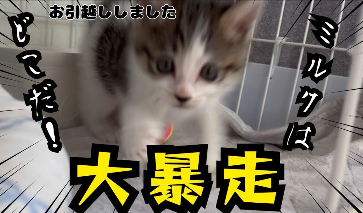 【子猫日記6】猫風邪が治ったばかりの子猫のやんちゃ加減が増してきていて困ってます