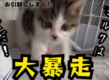 【子猫日記6】猫風邪が治ったばかりの子猫のやんちゃ加減が増してきていて困ってます