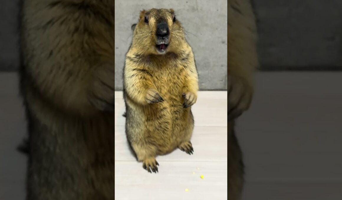 Mamochi's way of asking for food is cute #marmot #animals #pets