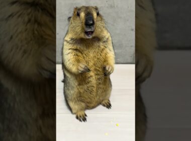 Mamochi's way of asking for food is cute #marmot #animals #pets