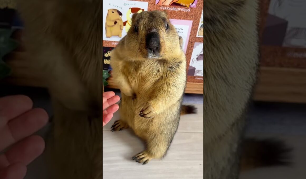Mamochi "More food" #marmot #animals #pets #funny