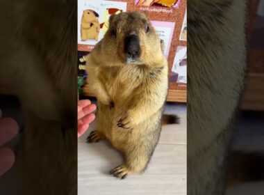 Mamochi "More food" #marmot #animals #pets #funny