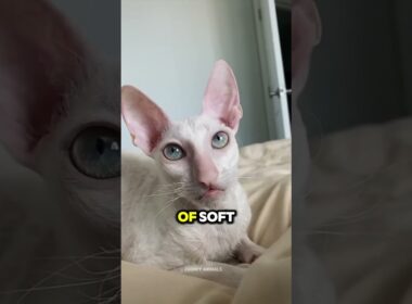 3 Reasons You Should NOT Adopt a Cornish Rex Cat #cat #catbreed #catlovers #usa