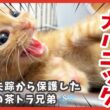 茶トラ４兄弟が突然大パニック!? 傷ついた子猫のその後🐾
