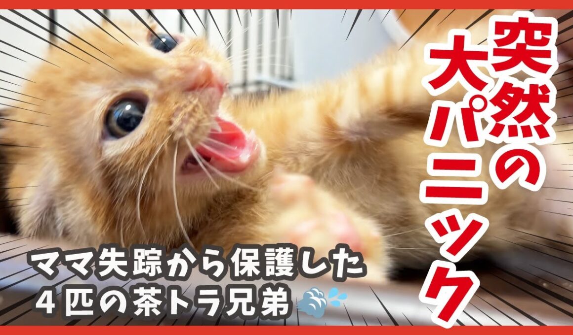 茶トラ４兄弟が突然大パニック!? 傷ついた子猫のその後🐾