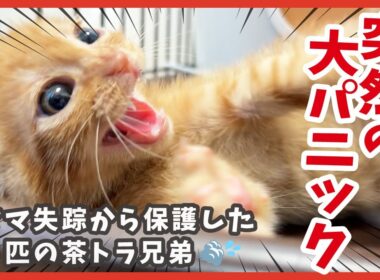 茶トラ４兄弟が突然大パニック!? 傷ついた子猫のその後🐾
