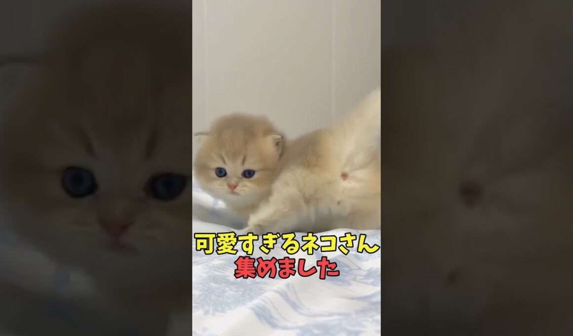 絶対こんなん飼い主惚れる猫映像#猫　#猫のいる暮らし　#猫動画　#ねこ　#可愛い　#かわいい　#可愛すぎる　#2ch　#癒し　#ペット　#動物　#2ch 　#shorts