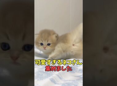 絶対こんなん飼い主惚れる猫映像#猫　#猫のいる暮らし　#猫動画　#ねこ　#可愛い　#かわいい　#可愛すぎる　#2ch　#癒し　#ペット　#動物　#2ch 　#shorts