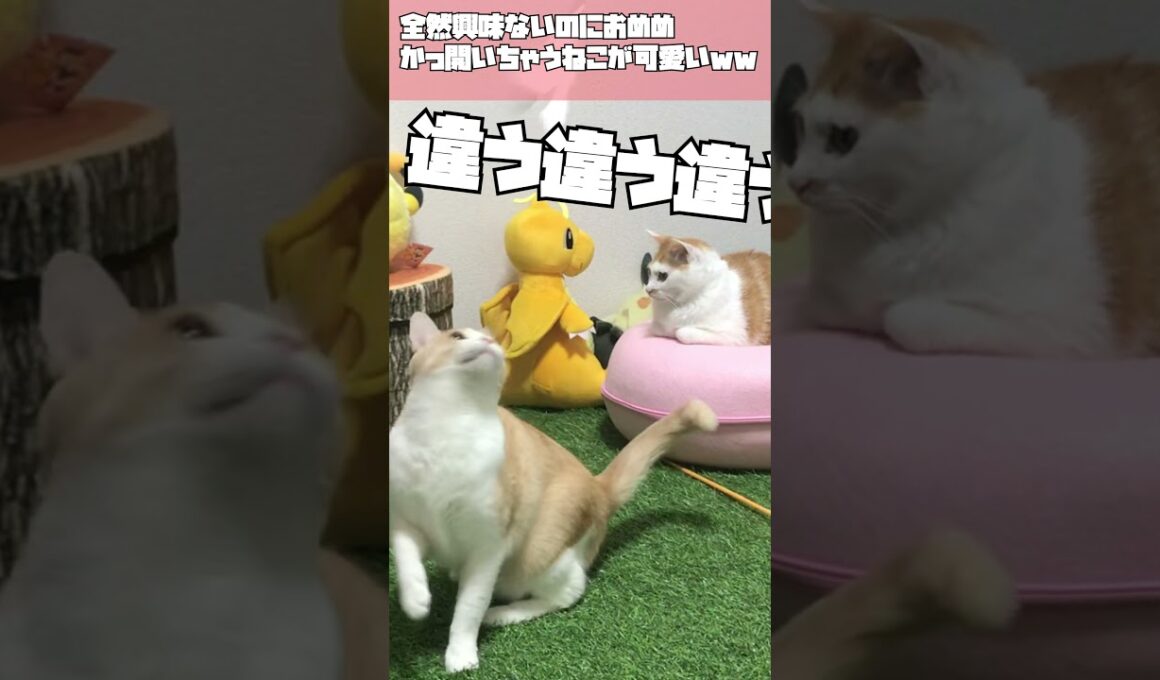 【TRNB】勝手にめんたまかっ開いちゃうねこが可愛いwww #shorts