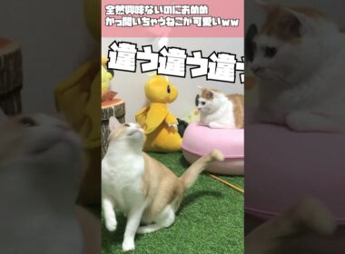 【TRNB】勝手にめんたまかっ開いちゃうねこが可愛いwww #shorts