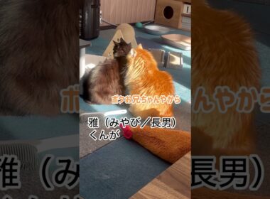 20251115メインクーンだけの【猫カフェの日常】#毛づくろい #cooncat #mainecat #もふもふ