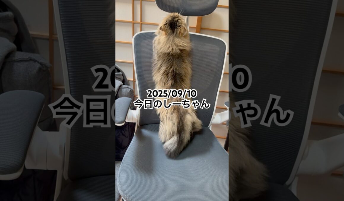 2025/09/10今日のしーちゃん #猫 #ペルシャ #シエル #cat #猫のいる暮らし
