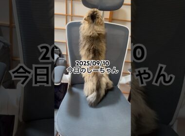 2025/09/10今日のしーちゃん #猫 #ペルシャ #シエル #cat #猫のいる暮らし