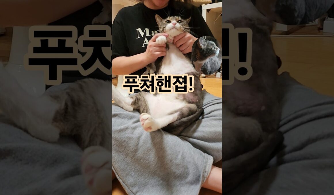 [짤] 주말을 맞이하여 우리집 장화신은 고양이 닮은 고냥이 짧은 씬