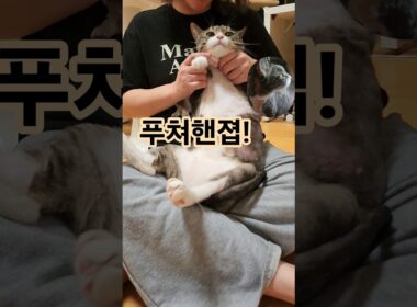 [짤] 주말을 맞이하여 우리집 장화신은 고양이 닮은 고냥이 짧은 씬