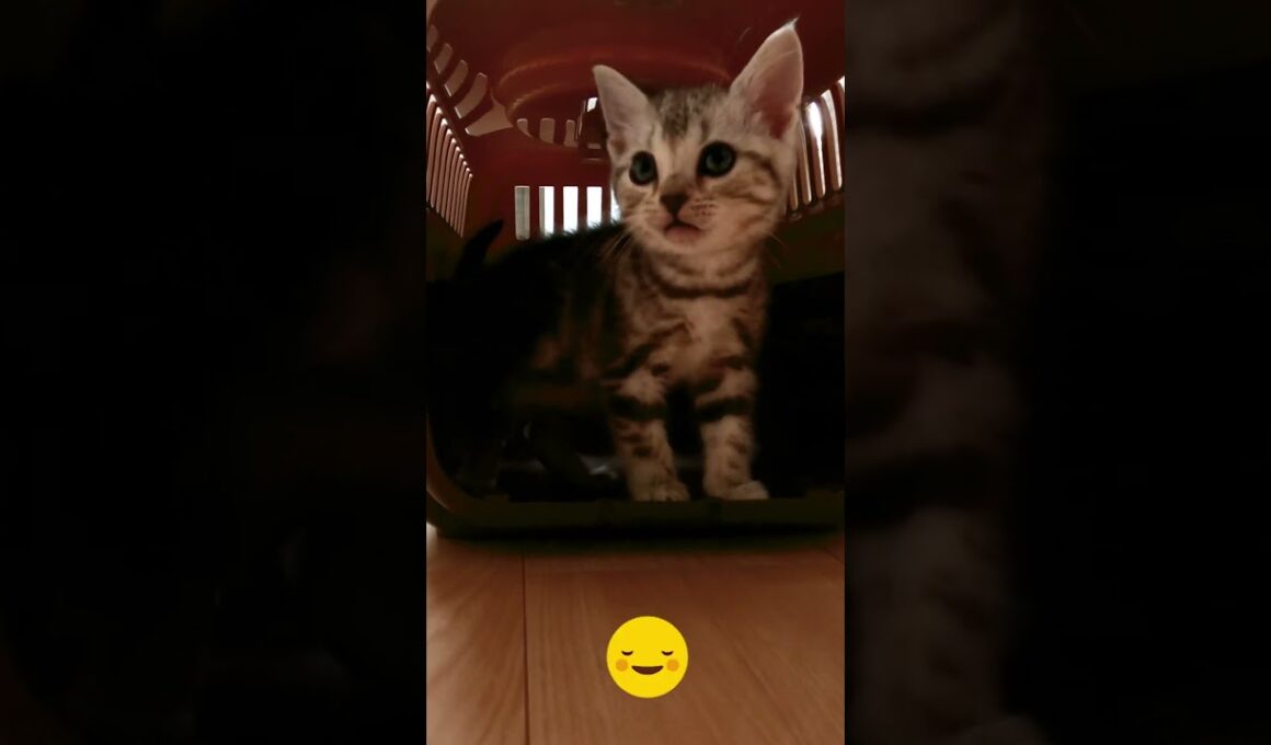 コニーがはじめて家に来た日　#shorts #アメショー #コニーの子猫時代